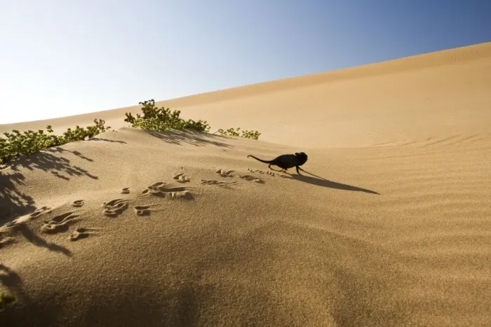 Framed Print : Namaqua Chameleon - Young chameleon walking over dune sand leaving clearly visible tracks - Namib Desert - Namibia - Africa Framed Print : Namaqua Chameleon - Young chameleon walking over dune sand leaving clearly visible tracks - Namib Desert - Namibia - Africa