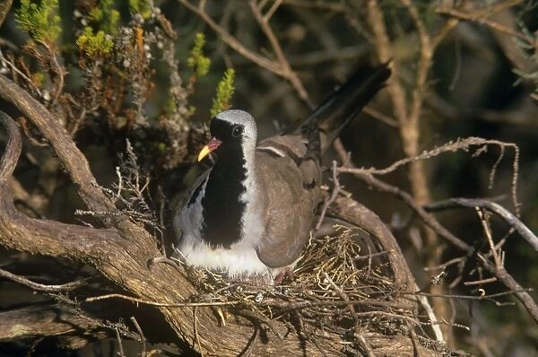 Namaqua Dove - male on nest  