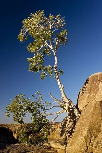 Namaqua Fig - old tree on cliff. Augrabies National
