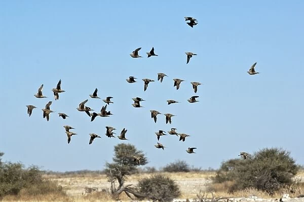 Namaqua Sand Grouse - group in flight - Etosha National Park - Namibia