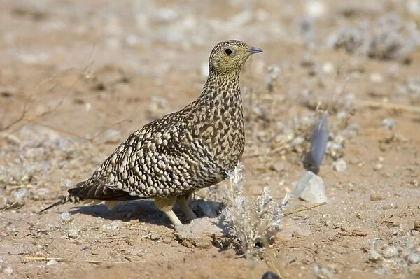 Namaqua Sandgrouse - Female. Feeds on seeds, fresh leaves, flowers and small fruits. Inhabit grassland, semi-desert and desert. Near-endemic in southern Africa. Kgalagadi Transfrontier Park, Northern Cape, South Africa