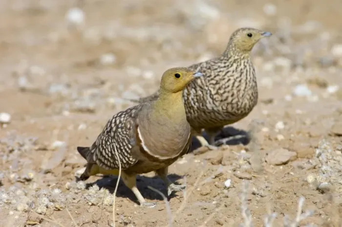 Framed Print : Namaqua Sandgrouse - Male, with female behind. Feeds on seeds, fresh leaves, flowers and small fruits. Inhabit grassland, semi-desert and desert. Near-endemic in southern Africa. Kgalagadi Transfrontier Park, Northern Cape, South Africa Framed Print : Namaqua Sandgrouse - Male, with female behind. Feeds on seeds, fresh leaves, flowers and small fruits. Inhabit grassland, semi-desert and desert. Near-endemic in southern Africa. Kgalagadi Transfrontier Park, Northern Cape, South Africa