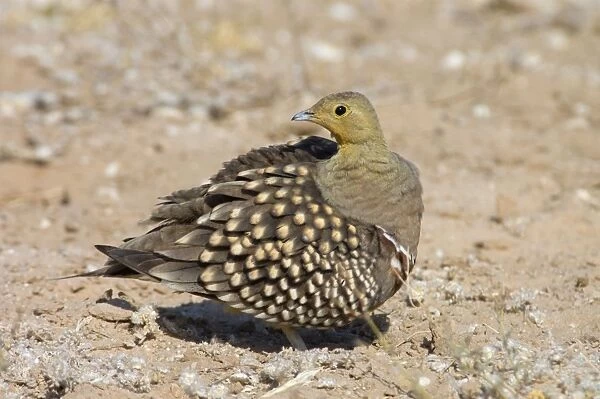 Namaqua Sandgrouse - Male preening. Feeds on seeds, fresh leaves, flowers and small fruits. Inhabit grassland, semi-desert and desert. Near-endemic in southern Africa. Kgalagadi Transfrontier Park, Northern Cape, South Africa