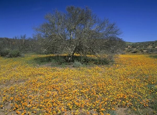 Namaqualand flowers flowering carpet of Namaqualand daisies and tree in the semi desert Skilpad Wildflower Reserve, Namaqualand, Northern Cape Province, South Africa