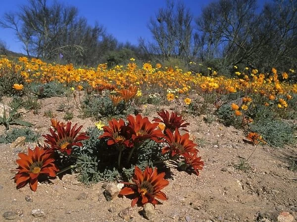 Namaqualand Flowers Terracotta Gazanias and Namaqualand Daisies (Dimorphotheca sinuata) after winter rains Skilpad Wildflower Reserve, Namaqualand, Northern Cape Province, South Africa