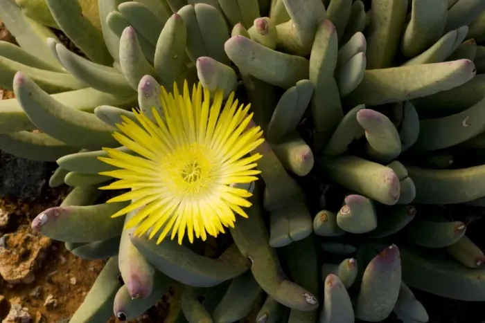 Framed Print : A Namaqualand mesemb, Cheiridopsis denticulata. South Africa Framed Print : A Namaqualand mesemb, Cheiridopsis denticulata. South Africa