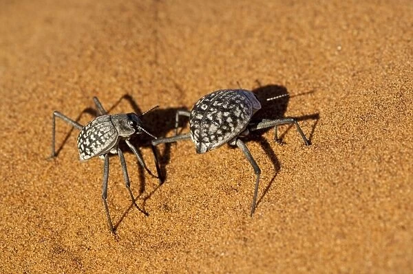Namib Desert Beetle - pair on sand dune - Sossusvlei - Namibia
