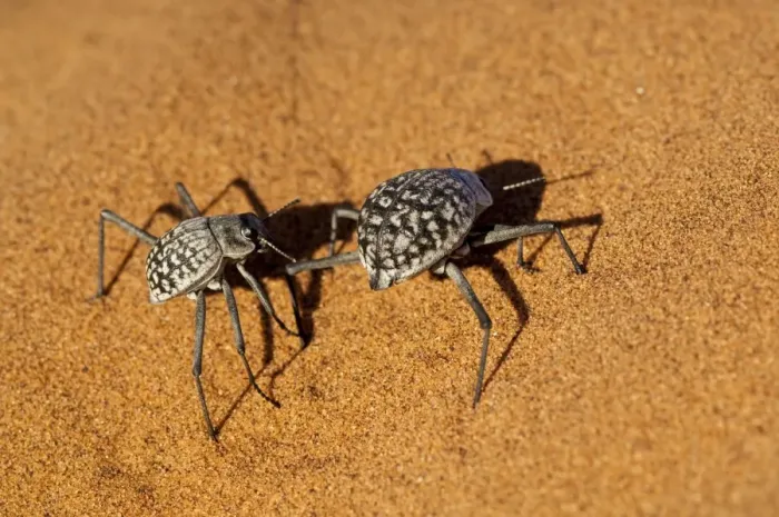 Framed Print : Namib Desert Beetle - pair on sand dune - Sossusvlei - Namibia Framed Print : Namib Desert Beetle - pair on sand dune - Sossusvlei - Namibia