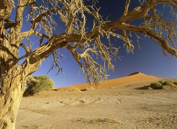Namib desert dead camelthorn tree and red dune at Sossusvlei Sossusvlei, Namib Naukluft Park, Namibia, Africa