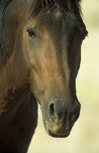 Namib Desert Horse - Feral descendants of horses which probably were left behind by German troops in the early 1900; stallion. Garub plains west of the village of Aus, Namib-Naukluft Park, Namibia