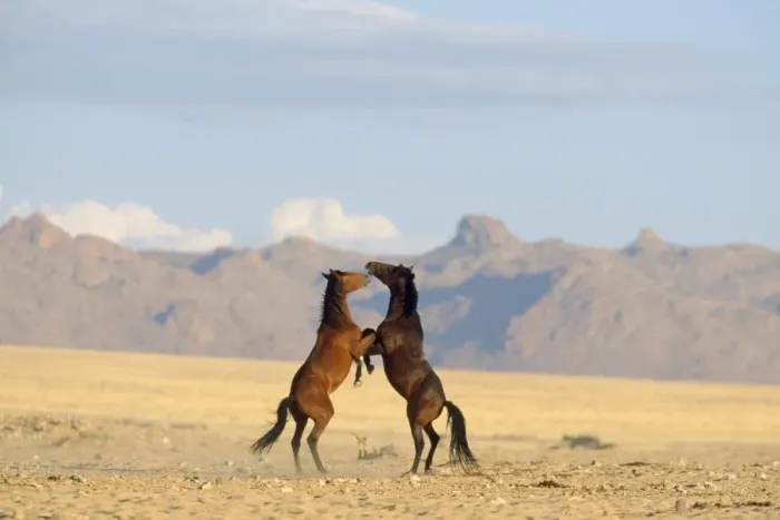 Framed Print : Namib Desert Horse - feral descendants of horses which probably were left behind by german troops in early 1900. Stallions, fighting Framed Print : Namib Desert Horse - feral descendants of horses which probably were left behind by german troops in early 1900. Stallions, fighting