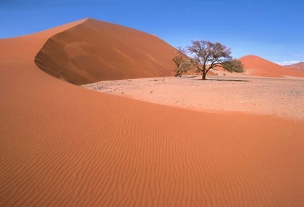 Namib Desert - Namibia - Acacia trees survive in the most arid environments, their tap roots reach far down into the earth to find water