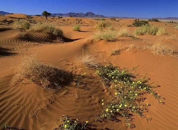 Namib Rand dunes and yellow flowers in desert Namib Rand Nature Reserve, Namibia, Africa