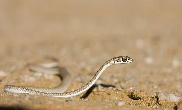 Namib Sand Snake On the move with head raised off the ground Namib Dunes, Namibia, Africa
