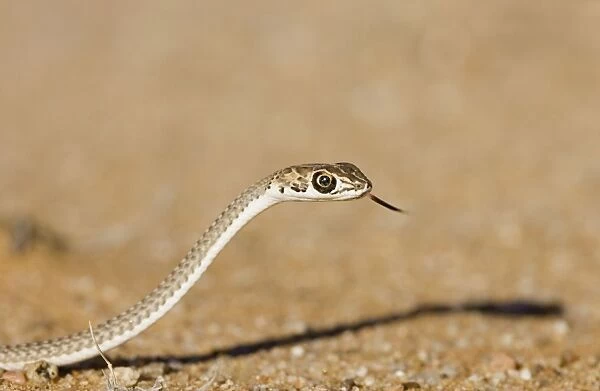 Namib Sand Snake With tongue extended Namib Dunes, Namibia, Africa