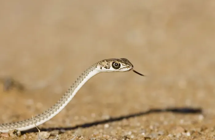 Framed Print : Namib Sand Snake With tongue extended Namib Dunes, Namibia, Africa Framed Print : Namib Sand Snake With tongue extended Namib Dunes, Namibia, Africa