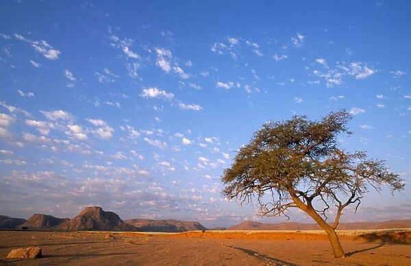 Namibia - Camelthorn Tree (Acacia erioloba) in a dry riverbed Namib Desert