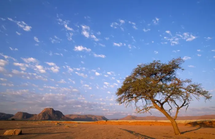 Framed Print : Namibia - Camelthorn Tree (Acacia erioloba) in a dry riverbed Namib Desert Framed Print : Namibia - Camelthorn Tree (Acacia erioloba) in a dry riverbed Namib Desert