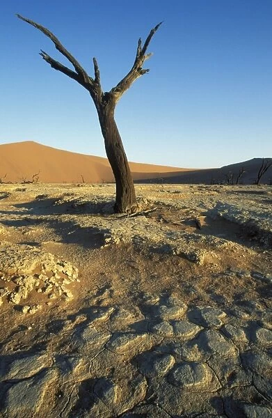Namibia - Dead camelthorn tree (Acacia erioloba) in the so-called Dead Vlei, a dry pan in the centre of the Namib Desert. Namib-Naukluft Park, Namibia