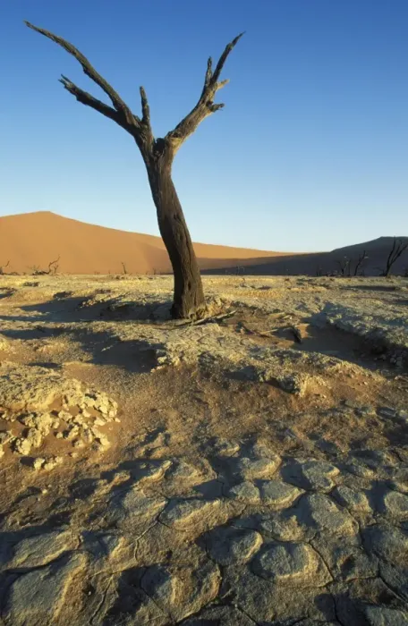 Framed Print : Namibia - Dead camelthorn tree (Acacia erioloba) in the so-called Dead Vlei, a dry pan in the centre of the Namib Desert. Namib-Naukluft Park, Namibia Framed Print : Namibia - Dead camelthorn tree (Acacia erioloba) in the so-called Dead Vlei, a dry pan in the centre of the Namib Desert. Namib-Naukluft Park, Namibia