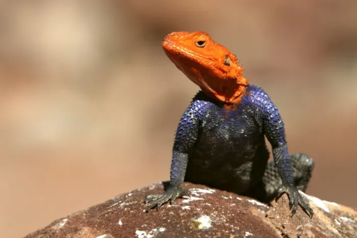Framed Print : Namibian Rock Agama Lizard Namibia Framed Print : Namibian Rock Agama Lizard Namibia