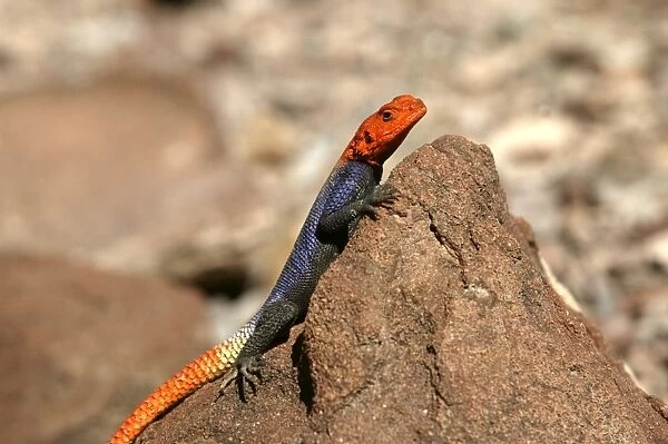 Namibian Rock Agama Lizard Namibia
