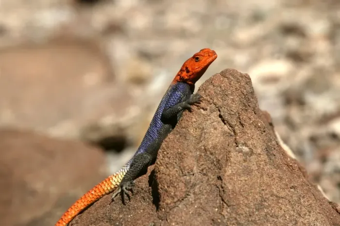 Framed Print : Namibian Rock Agama Lizard Namibia Framed Print : Namibian Rock Agama Lizard Namibia