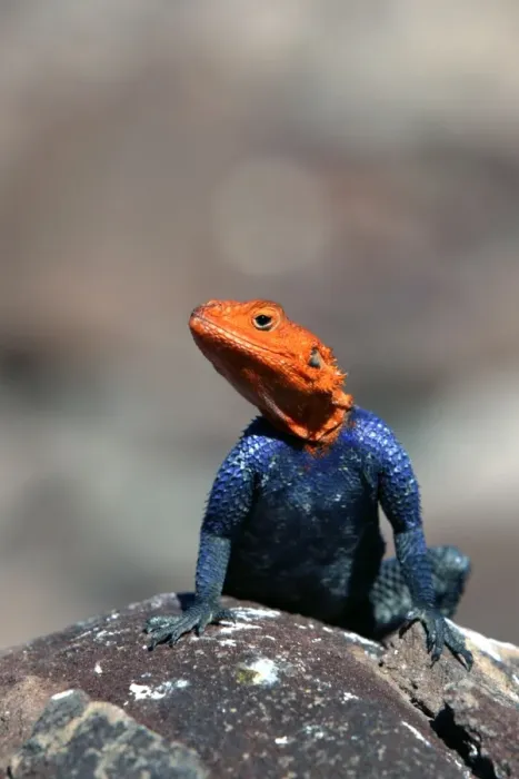 Framed Print : Namibian Rock Agama Namibia Framed Print : Namibian Rock Agama Namibia