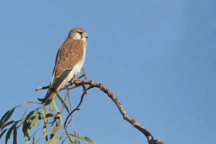 Framed Print : Nankeen Kestrel At Aputula Aboriginal Community, Finke, Northern Territory, Australia