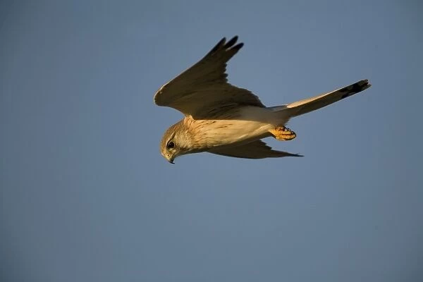 Nankeen Kestrel in flight at dawn. Found throughout most of Australia in a wide variety of habitats. Hovering near the wharf in Broome, Western Australia