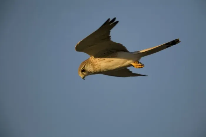 Framed Print : Nankeen Kestrel in flight at dawn. Found throughout most of Australia in a wide variety of habitats. Hovering near the wharf in Broome, Western Australia Framed Print : Nankeen Kestrel in flight at dawn. Found throughout most of Australia in a wide variety of habitats. Hovering near the wharf in Broome, Western Australia