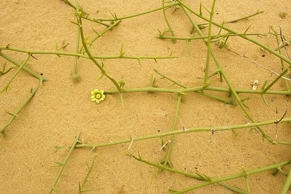 Nara plant - widely used by local Topnaar people. Namibia
