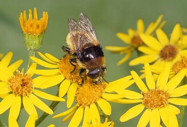 Narcissus Fly - Bee mimic on Ragwort UK