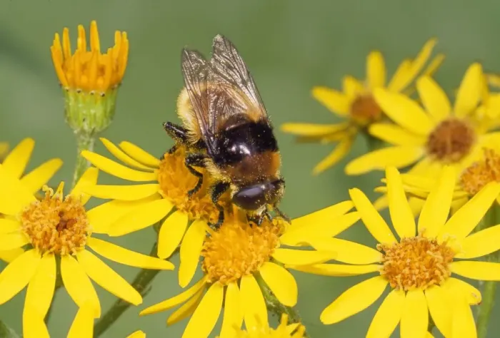 Framed Print : Narcissus Fly - Bee mimic on Ragwort UK Framed Print : Narcissus Fly - Bee mimic on Ragwort UK