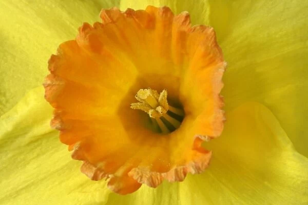 Narcissus detail of an orange and yellow coloured narcissus blossom Germany