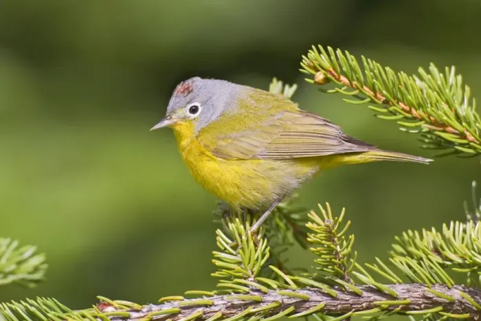 Framed Print : Nashville Warbler - June in northern Maine - USA Framed Print : Nashville Warbler - June in northern Maine - USA