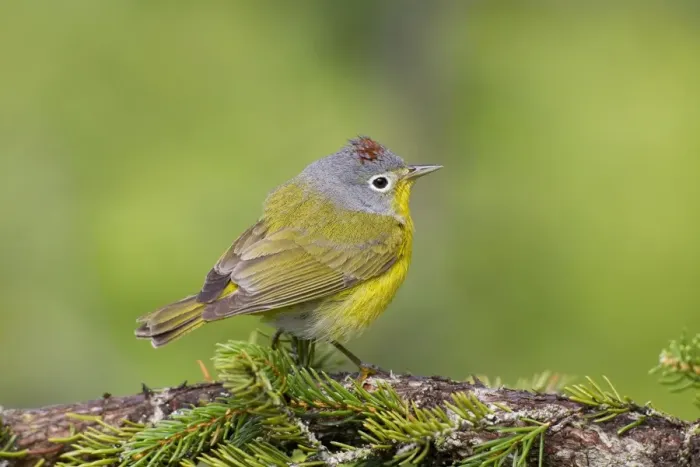 Framed Print : Nashville Warbler - June in northern Maine - USA Framed Print : Nashville Warbler - June in northern Maine - USA