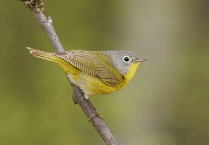 Framed Print : Nashville Warbler - in spring plumage on breeding ground Framed Print : Nashville Warbler - in spring plumage on breeding ground