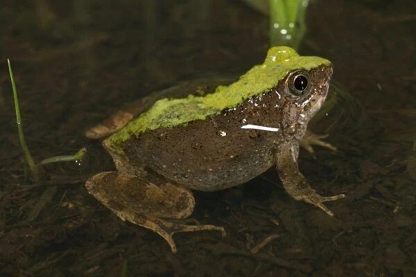 Natal Dwarf Puddle Frog - adult male in water - Tanzania - Africa