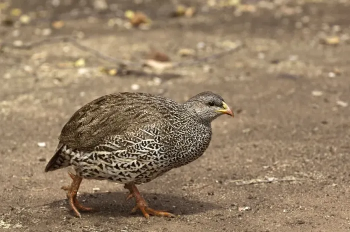 Framed Print : Natal Francolin - walking - South Africa Framed Print : Natal Francolin - walking - South Africa