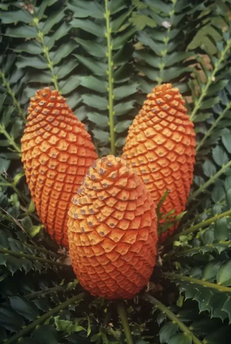 Framed Print : Natal Giant Cycad - South Africa Framed Print : Natal Giant Cycad - South Africa