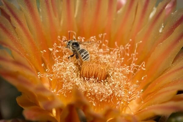 Native Bee on fishhook barrel cactus blossum (Ferocactus wislizeni) - Likely leafcutter bee (Family Megachilidae) Sonoran Desert - Arizona - Taking nectar from fishhook barrel cactus blossum - Carries pollen to other blossoms thereby pollinatiing