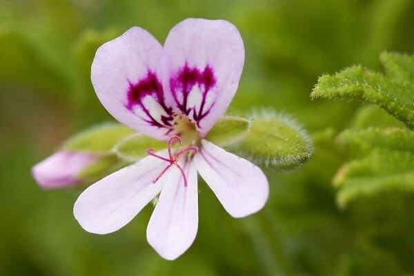 Native Storksbill - flower of this beautiful pastel coloured wildflower which grows mostly on rocky grounds, in full bloom - Bay of Fires, Tasmania, Australia