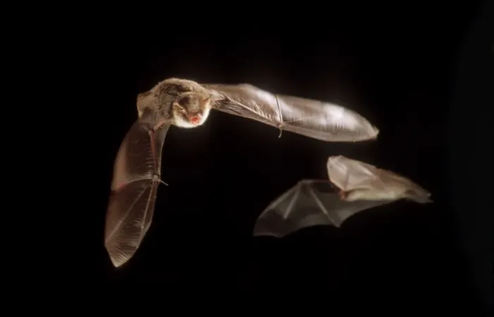 Framed Print : Natterer's Bat ME 958 In flight Selysius nattereri © Johan De Meester / ardea. com Framed Print : Natterer's Bat ME 958 In flight Selysius nattereri © Johan De Meester / ardea. com