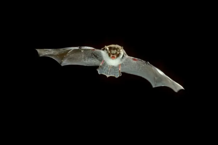 Framed Print : Natterer's Bat - in flight at night Framed Print : Natterer's Bat - in flight at night
