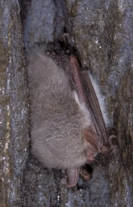 Framed Print : Natterer's Bat - hibernation at cave - the Ardennes - Belgium Framed Print : Natterer's Bat - hibernation at cave - the Ardennes - Belgium