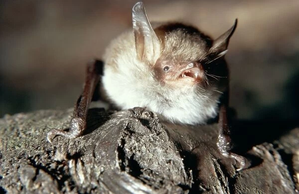 Natterer's Bat - with mouth open showing teeth