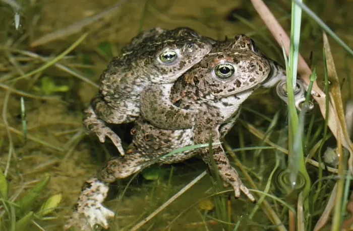 Framed Print : Natterjack Toad - pair mating UK