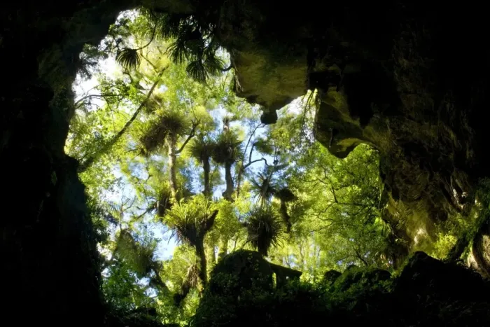 Framed Print : Natural Bridge view from the bottom up through a natural limestone arch at Mangopohoe Natural Bridge Waitomo, King Country, North Island, New Zealand Framed Print : Natural Bridge view from the bottom up through a natural limestone arch at Mangopohoe Natural Bridge Waitomo, King Country, North Island, New Zealand
