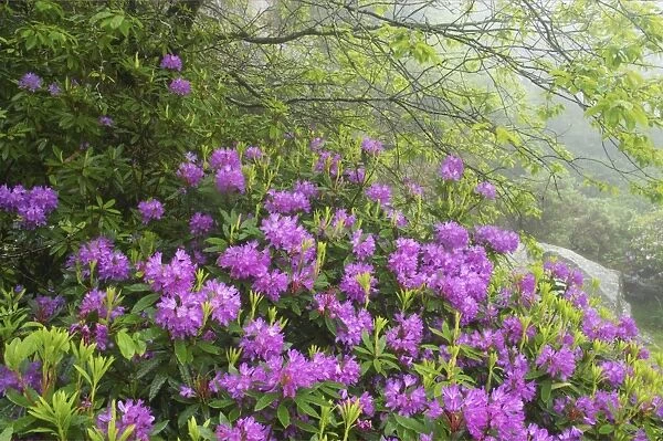 Naturalised Rhododendron Scrub Barrator Resevoir, Dartmoor National Park, Devon, UK LA000347